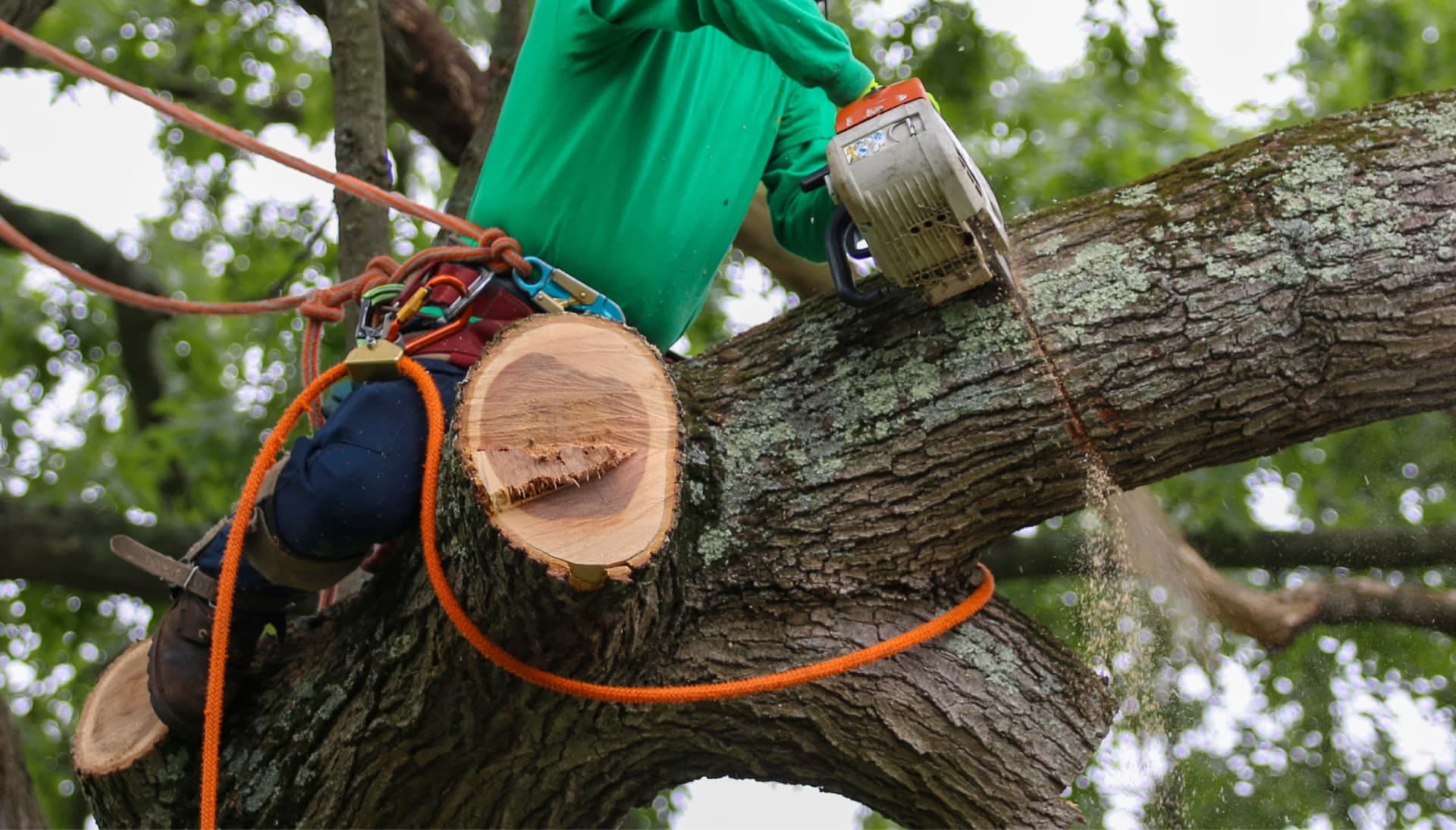Shed your worries away with best tree removal in Olympia