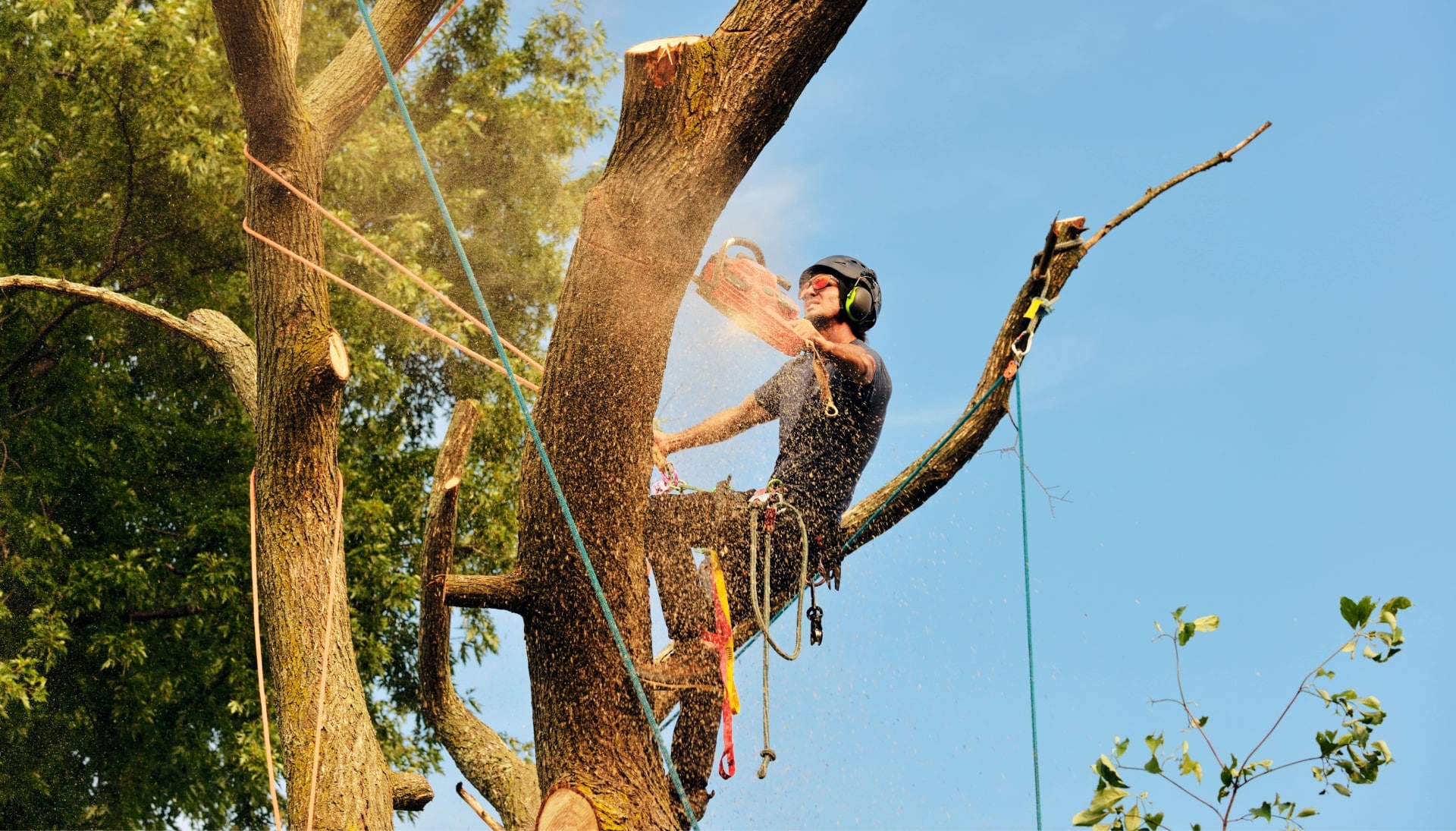 Get rid of tree problems with the expert tree removal contractors in Olympia