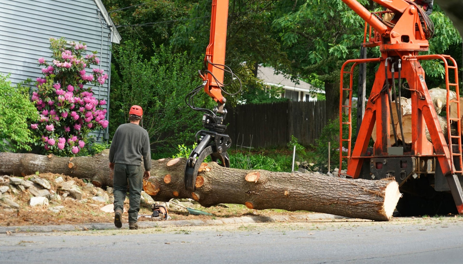 Local partner for Tree removal services in Olympia
