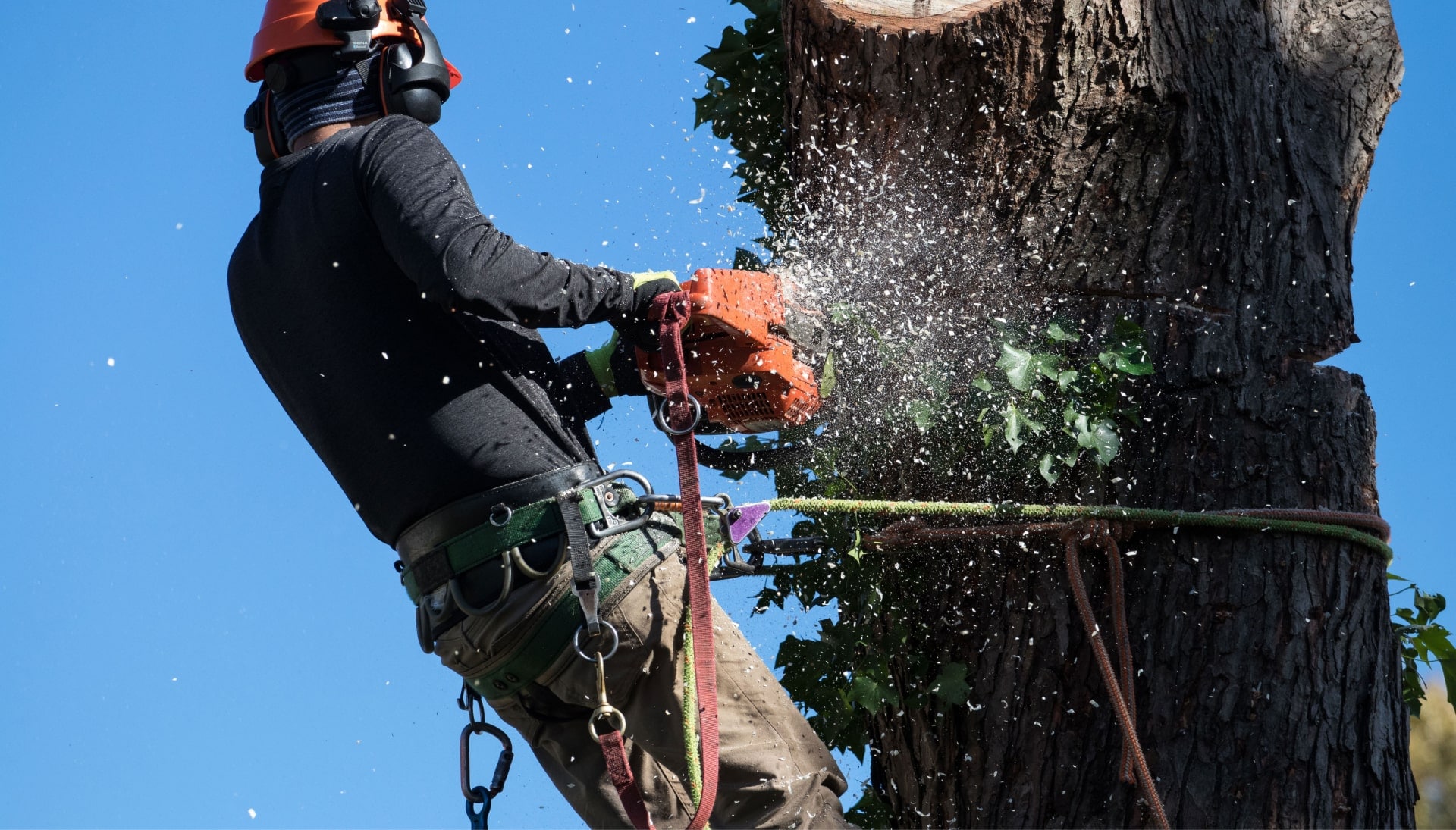 Professional Tree removal solutions in Olympia