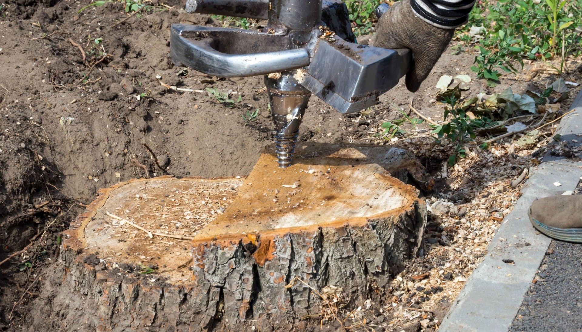 Olympia Tree stump removal